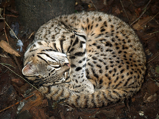 Illustration for article titled Caturday - Leopardus geoffroyi Edition